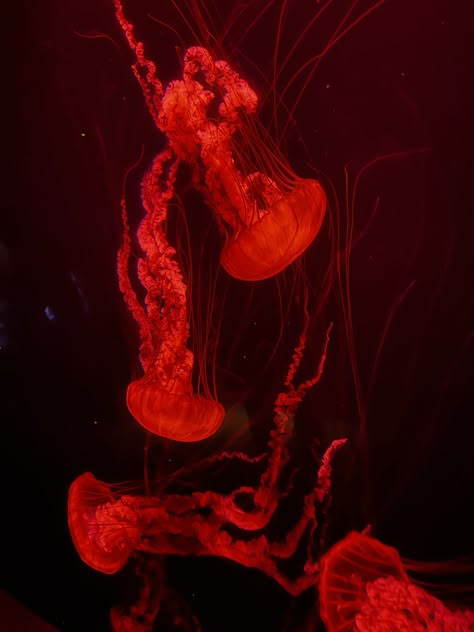 Red Jellyfish Wallpaper, Red Jellyfish Aesthetic, Jelly Fish Black Background, Red Jellyfish, Orange Jellyfish, Yellow Jellyfish, Fluorescent Jellyfish, Jellyfish Print, Coral Fish