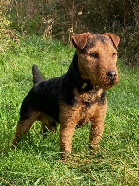 Lakeland Terrier, Manchester Terrier, Purebred Dogs, Sporting Dogs, Foto Art, Boxer Dogs, Hunting Dogs, Working Dogs, Jack Russell