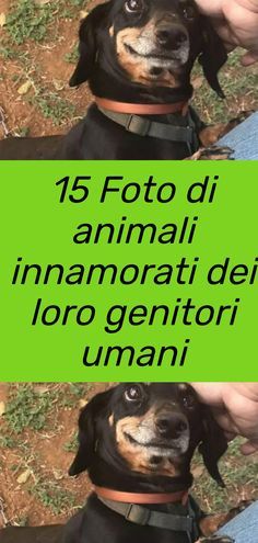 Una raccolta di 15 foto di animai che non riescono a nascondere il loro amore nei confronti dei loro proprietari #animali Glass Ideas, Dogs, Glass, Animals, Humour