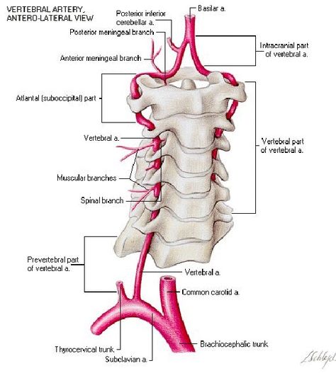 Axillary Artery, Vertebral Artery, Spinal Surgery, Brain Anatomy, Study Flashcards, Spine Surgery, Medicine Student, Medical School Studying, Medical School Essentials