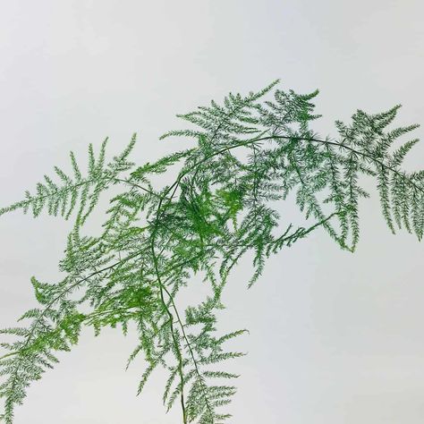 Plumosa Plumosa Fern, Fern Bouquet, Flower Girl Inspiration, Types Of Ferns, Type Inspiration, Leather Leaf, Winter Wedding Inspiration, Neutral Wedding, Wholesale Flowers