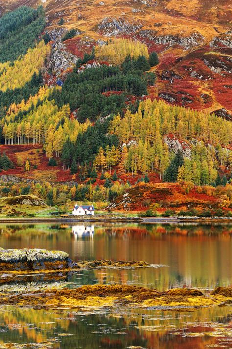 Autumn Colours, Scottish Highlands #scotland #highlands #autumn Withered Tree, Scotland Mountains, Autumn Rain, Dark Days, Autumn Foliage, Scotland Highlands, Robert Frost, Scottish Landscape, Autumn Scenery