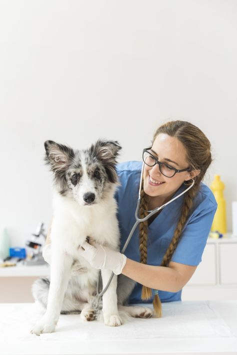 Female veterinarian examining the dog wi... | Free Photo #Freepik #freephoto #people #woman #medical #dog Veterinarian Photo Shoot, Vet Pictures, Med Vet, Vet Office, Vet Medicine, Vet Assistant, Vet School, Vet Clinic, Vet Med