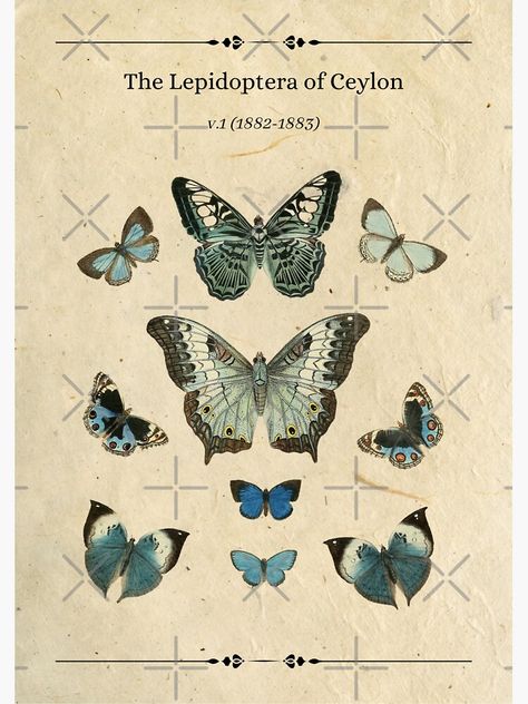 "Vintage Blue Butterfly Collection" Sticker for Sale by Sershni | Redbubble Blue Vintage Stickers, Butterfly Poster Vintage, Vintage Butterfly Print, Butterfly Collection, Butterfly Poster, Butterfly Illustration, Blue Poster, Scientific Illustration, Animal Posters