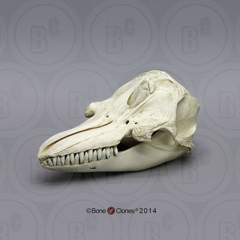 False Killer Whale Skull Whale Skull, False Killer Whale, Dolphin Family, Skull Reference, Animal Skeletons, Bottlenose Dolphin, Human Bones, Vulture Culture, Animal Anatomy