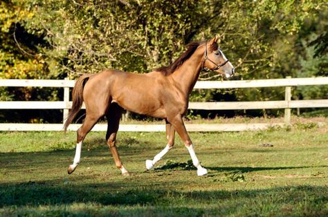 Limited land? No Problem!. With a little extra effort, you can enjoy the advantages of a large farm even if you keep your horses on a relatively small acreage. Stable Management, Equine Stables, Horse Senior Pictures, Backyard Barn, Pictures With Horses, Horse Fencing, Farm Layout, Softball Pictures, Senior Pictures Sports