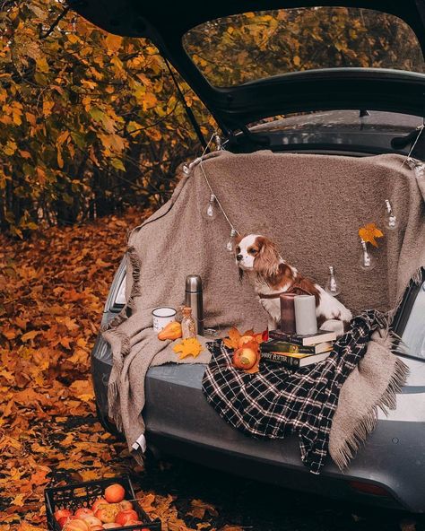 pinterest: hezzprice Fall Picnic, Fall Road Trip, Autumn Rain, Fall Inspo, Autumn Scenery, Fall Photoshoot, Fall Scents, Fall Feels, Fall Family