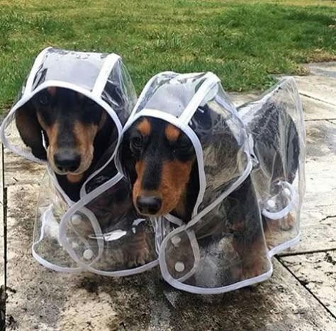 Dachshund Breed, Dachshund Funny, Dog Raincoat, Funny Dachshund, Weenie Dogs, Dachshund Puppies, Dachshund Lovers, Dachshund Love, Weiner Dog