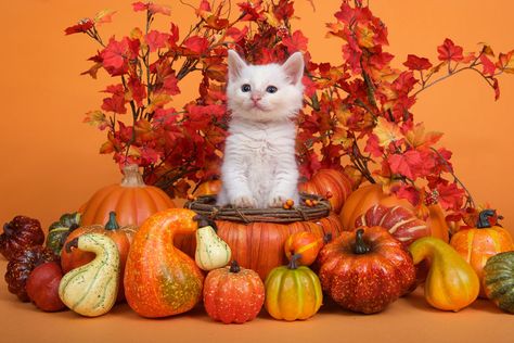 Happy Thanksgiving Cat, Thanksgiving Cat, Fall Collage, Happy Thanksgiving Pictures, Happy Thanksgiving Images, Cat Phone Wallpaper, Pumpkin Books, Black Cat Painting, Collage Pictures