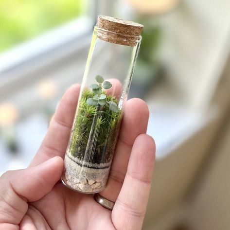 Mini Plant Test Tube Terrarium By Atlas Vert | notonthehighstreet.com Plants Vases, Unique Terrarium, Mini Terrarium, Mini Plant, Mini Plants, Plant Vase, Cork Stoppers, Flowers Plants, Flower Accessories