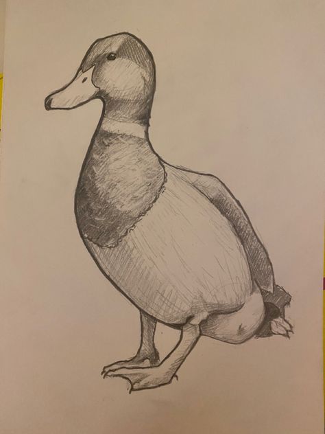 Mallard Duck Drawing Sketches, Mallard Duck Sketch, Duck Drawing Realistic, Drawing Ideas Duck, Mallard Drawing, Duck Drawing Sketches, Mallard Duck Drawing, Duck Pencil Drawing, Duck Sketch