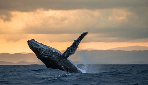 Whale Watching at Olympic National Park. Whale watching cruises are one way to spot large marine mammals, but there are also many locations near the park where you can watch right from the shore. Whale Watching Cruise, Marine City, Big Island Hawaii, Save Animals, Marine Mammals, Olympic National Park, Humpback Whale, Whale Watching, Hawaiian Islands