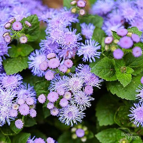 Ageratum Deer Resistant Annuals, Rabbit Resistant Plants, Licorice Plant, Rabbit Eating, Deer Resistant Plants, Mosquito Repelling Plants, Leafy Plants, Fragrant Plant, Have Inspiration