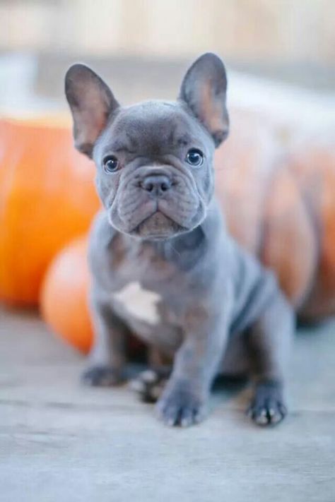 Blue Brindle French Bulldogs available for SALE at Fowers Frenchies on Facebook! Blue Brindle French Bulldog, Brindle French Bulldog, Bulldog Francese, French Bulldog Puppy, French Bulldog Puppies, Welsh Corgi, Bulldog Puppies, Dog Behavior, 귀여운 동물