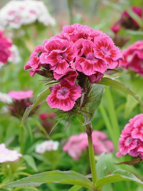 Sweet William Flowers, Plant In Fall, Fresh Crop, 10 Flowers, Early Spring Flowers, Hydrangea Garden, Time In Nature, Sweet William, Popular Flowers