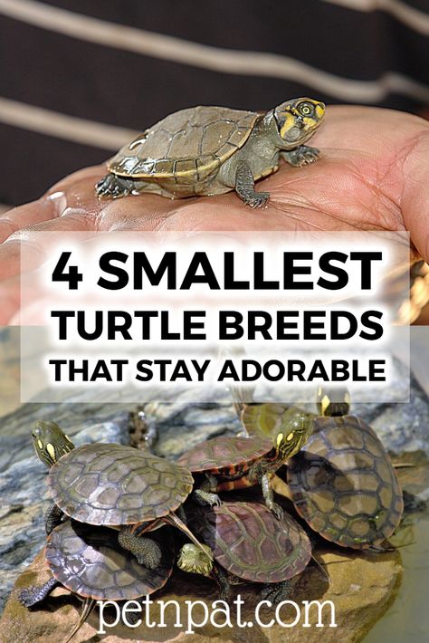 4 Smallest Turtle Breeds Guaranteed To Stay Adorable Forever!  #turtles #pets #animals #aquarium Turtle Pet Care, Water Turtle Tank Ideas Indoor, Water Turtle Habitat Ideas, Small Turtle Tank Ideas, Turtle Pet Tanks, Turtle Cage Ideas, Pet Turtle Aesthetic, Water Turtle Tank Ideas, Diy Turtle Habitat