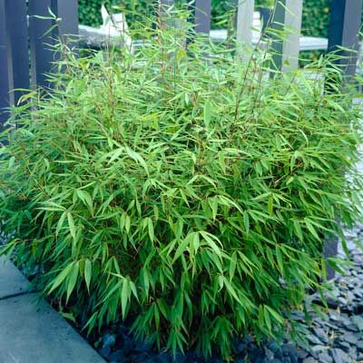 Sunset Glow Bamboo Fargesia Rufa, Bamboo Hedge, Clumping Bamboo, Privacy Trees, Fast Growing Plants, Patio Plants, Bamboo Plants, Flowering Shrubs, Perfect Plants