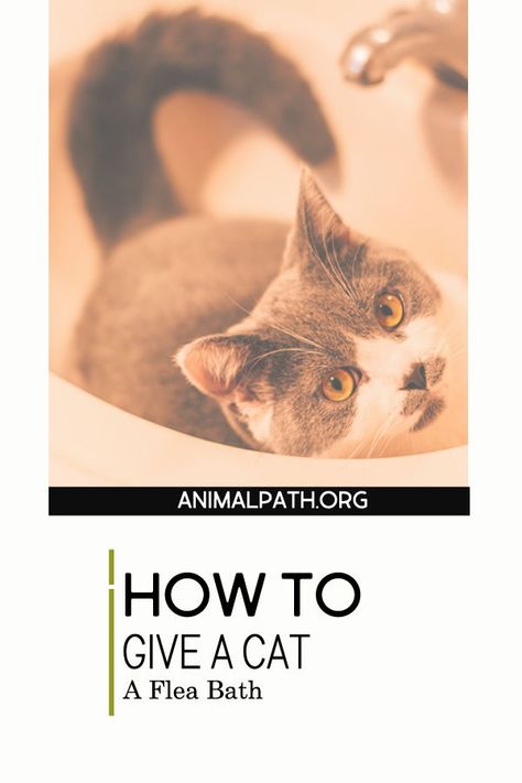 Find out how to give your cat regular flea baths. Flea Bath For Cats, Cat Groomer, Flea Shampoo, Flea Spray, Cat Care Tips, Cat Fleas, Feel Loved, How To Give, Indoor Cat