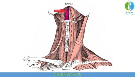 Geniohyoid Muscle Anatomy Cranial Nerves Anatomy, Hyoid Bone, Medical Terminology Games, Hypoglossal Nerve, Nerve Anatomy, Sternocleidomastoid Muscle, Spinal Nerve, Lab Values, Cranial Nerves