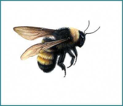 https://flic.kr/p/7yZAus | The American Bumble bee | Bombus pennsylvanicus Watercolour on Arches HP Fly Sketch, Bird Tattoo Design, Tattoo Son, Bumble Bee Tattoo, Vogel Tattoo, Bee Drawing, Bee Painting, I Love Bees, Bird Tattoo