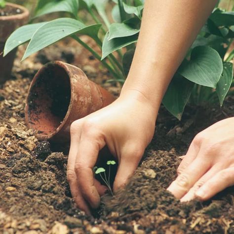 Hands Gardening, Photo Garden, Gardening Aesthetic, Gardening Photography, Growing Tomatoes In Containers, Video Garden, Fine Gardening, Garden Photography, Growing Tomatoes