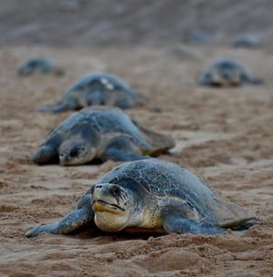 Olive ridley sea turtles return to the sea after laying eggs on Rushikulya beach, India Sparrowhawk, Turtle Conservation, Egg Laying, Sea Turtles, Tamil Nadu, Drop In, State Art, Sea Turtle, Turtles