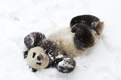 Giant Panda by Smithsonian's National Zoo, via Flickr Panda In Snow, Panda Background, Wildlife Wallpaper, Pandas Playing, Snow Bear, Snow Animals, Conservation Biology, Playing In The Snow, Snow Fun