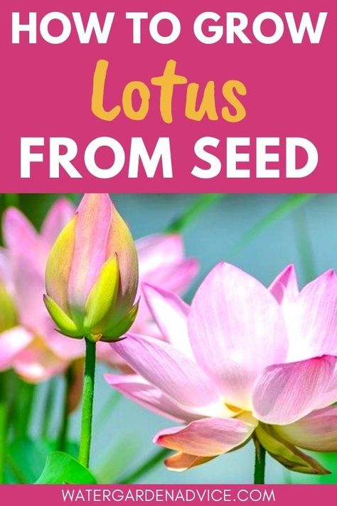 Grow lotus plants from seed Growing Lotus, Lotus Flower Seeds, Herbal Tea Garden, Lily Seeds, Growing Mint, Lotus Garden, Lotus Seeds, Lots Of Plants, Indoor Water Garden