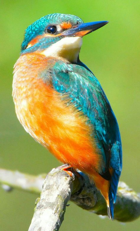 Los abejarucos son un grupo de aves casi paseriformes de la familia Meropidae que contienen tres géneros y 27 especies. La mayoría de las especies se encuentran en África y Asia, y algunas en el sur de Europa, Australia y Nueva Guinea. Kingfisher Bird, Most Beautiful Birds, Australian Birds, Rare Birds, Colorful Bird, Nature Birds, Bird Pictures, Exotic Birds, Bird Drawings