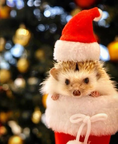 Hedgehog Christmas, Happy Hedgehog, Christmas Forest, Baby Hedgehog, Kawaii Christmas, Cute Hedgehog, Fluffy Animals, Amazing Animals, Cute Animal Photos