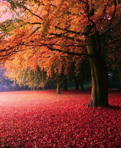 autumn / söderslätt, sweden Shiva Statue, Beautiful Travel Destinations, Foto Art, Autumn Beauty, Autumn Landscape, Lombok, On The Ground, Beautiful Tree, Lord Shiva