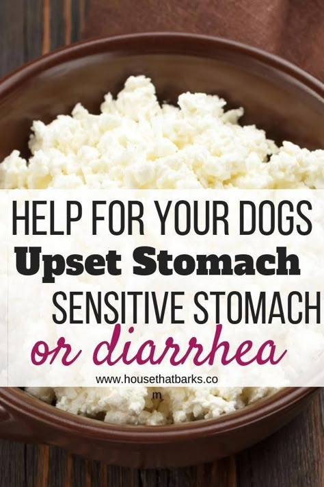 Dog Upset Stomach, Recipes For Dogs, Foods Dogs Can Eat, Make Dog Food, Dog Biscuit Recipes, Dog Remedies, Easy Dog Treats, Healthy Dog Treats Homemade, Cairn Terriers