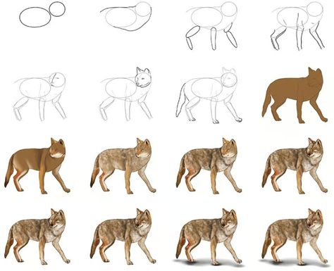 How to Draw a Coyote - Create a Cunning Coyote Drawing How To Draw A Coyote Step By Step, Coyote Drawing Reference, Coyote Art Drawing, Coyote Sketch, Coyote Painting, Shades Of Brown Paint, Coyote Drawing, Tan Paint, Draw Animals