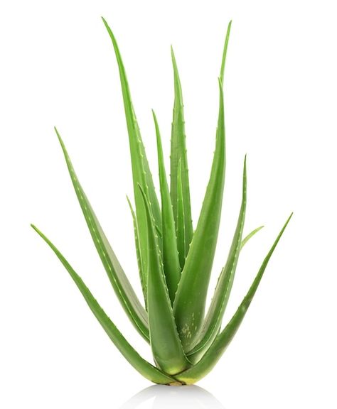 Photo aloe vera tree isolated on white b... | Premium Photo #Freepik #photo #food-tree #eco-background #food-leaf #green-leaves Aloe Vera Tree, Design Aesthetic, Free Videos, Vector Photo, Premium Photo, Aloe Vera, White Background, Stock Photos, Graphic Design