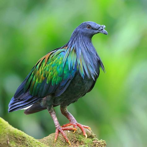 4,641 Likes, 43 Comments - BEST BIRDS PLANET (@best_birds_planet) on Instagram: “@best_birds_planet For More Beautiful Birds in Nature ======================== 🐦Nicobar Pigeon  --…” Malay Archipelago, Birds In Nature, Nicobar Pigeon, Andaman And Nicobar Islands, Extinct Animals, Palau, Small Island, Bird Feathers, Birdy