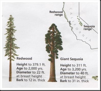 Redwood versus Sequoia Redwood Tree Tattoo, Redwood Tattoo, Sequoia Sempervirens, Oak Tree Tattoo, Giant Sequoia Trees, Coast Redwood, Coastal Redwood, White Pine Tree, Pacific Northwest Art