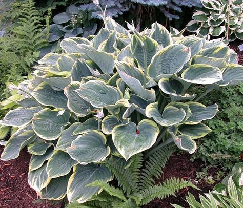 Shady Border, Hosta Plantaginea, Hosta Flower, Hosta Care, Variegated Hosta, Blue Hosta, Easy Perennials, Garden Mum, Plantain Lily