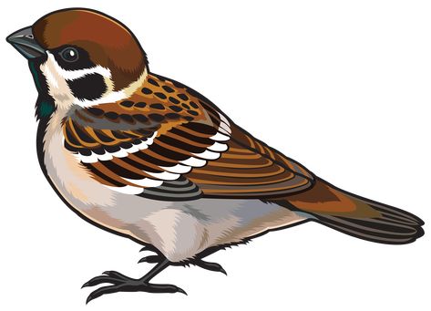 Bird Side View, Sparrow Clipart, Sparrow Drawing, Tree Sparrow, Sparrow Art, Clay Birds, Sparrow Bird, Art Painting Gallery, Cartoon Drawing