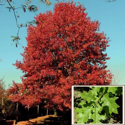 Texas Redbud Tree, Texas Trees Fast Growing, Texas Red Oak Tree, Texas Trees, Autumn Deep, Red Oak Tree, Crimson Sunset Maple Tree, Dry Desert, Deep Roots