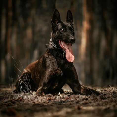 Dutch Shepherd Aesthetic, Shiloh Shepherd Dog, Unique Dogs, Dutch Shepherd Dog, Belgium Malinois, Shiloh Shepherd, Poland Country, Army Dogs, Dutch Shepherd