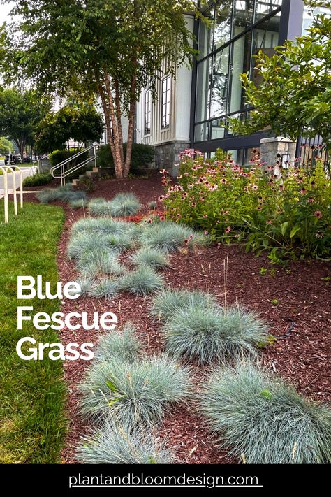 Explore our article and learn the secrets to nurturing this cool-season grass, Blue Fescue (Festuca glauca), for a stunning spring garden display! Blue Fescue Grass Landscape, Spring Garden Ideas, Festuca Glauca, Fescue Grass, Full Sun Flowers, Blue Fescue, Beautiful Spring Flowers, Edging Plants, Beyond Blue