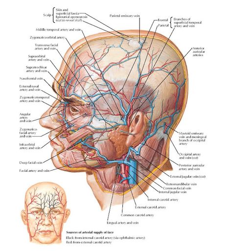 Skull: Anterior View Anatomy | pediagenosis Kidney Notes, Arteries Anatomy, Human Kidney, Head Anatomy, Facial Anatomy, Face Anatomy, Arteries And Veins, Brain Anatomy, Human Body Anatomy