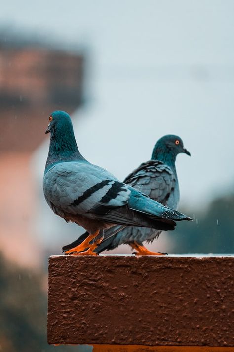 blue pigeon on brown concrete surface photo – Free India Image on Unsplash Pigeon Loft Design, Cute Pigeon, Pigeon Pictures, Dove Pictures, Pigeon Bird, Common Birds, Pigeon Pose, Bird Wallpaper, Nature Birds