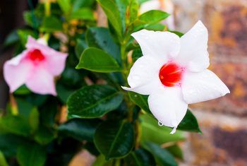 Mandevilla Vine, Snake Plant Care, Winter Care, Hardiness Zones, Healthy Garden, Snake Plant, All About Plants, Container Plants, Outdoor Plants