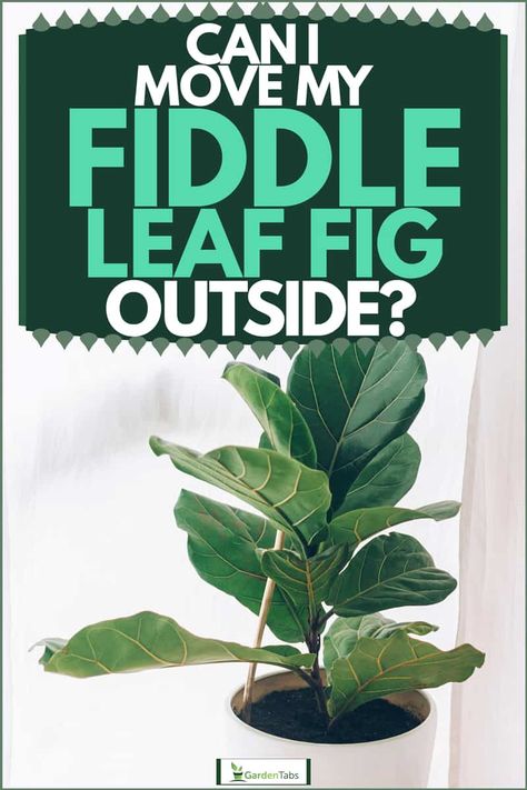 Can I Move My Fiddle Leaf Fig Outside? - Garden Tabs Fig Plant Care, Fig Leaf Tree, Fiddle Leaf Fig Care, Fiddle Fig Tree, Fiddle Leaf Fig Plant, Fiddle Tree, Fiddle Leaf Tree, Fig Plant, Fiddle Fig