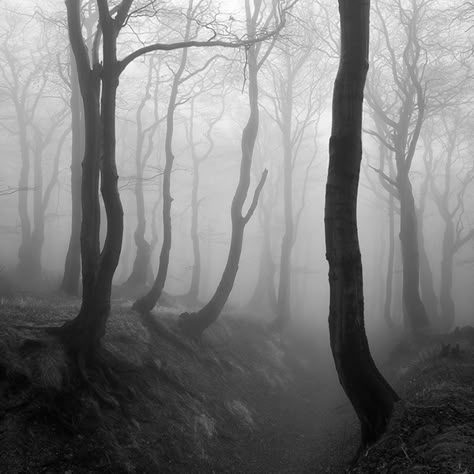 Black And White Trees, Forest Mist, White Trees, Haunted Forest, Foggy Forest, Black And White Tree, The Mist, The Fog, Artistic Photography