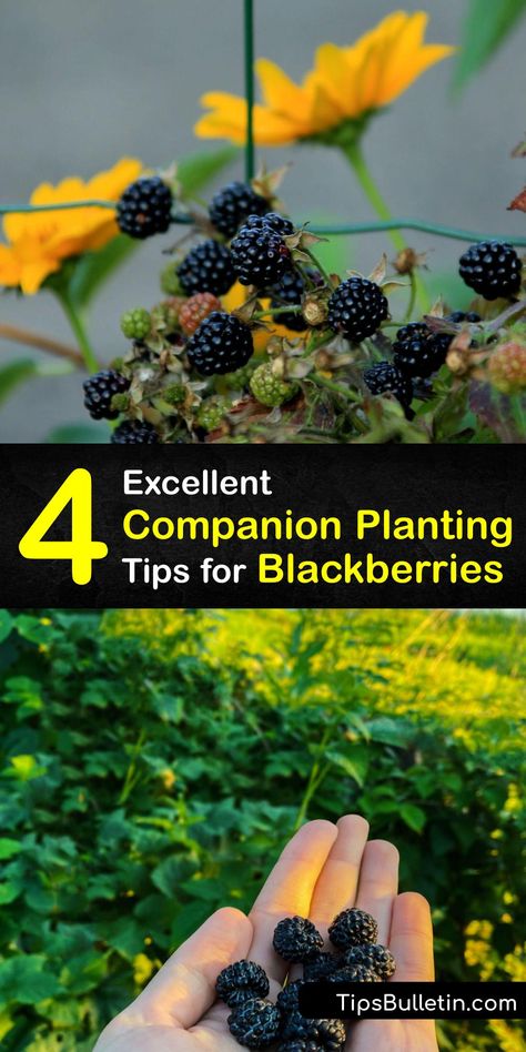 Blackberry Bushes Care How To Grow, Blackberry Bushes Growing, Propagating Blackberry Plants, Planting Blackberry Bushes, Growing Blackberries In Containers, Blackberry Plants How To Grow, Blackberry Orchard, Blackberry Companion Plants, Blackberry Propagation