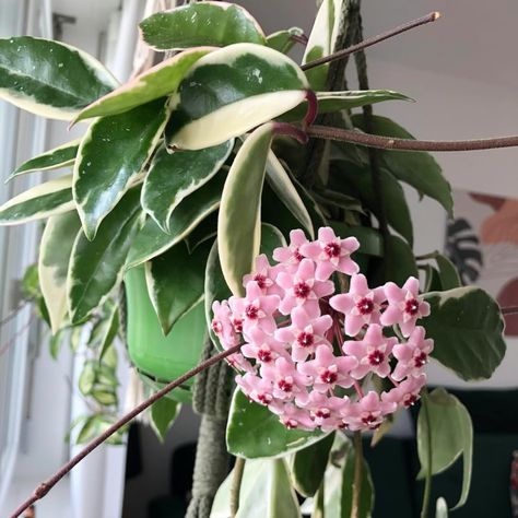 PRICES MAY VARY. Hoya Plant, Hoya Live Plant, Hoya Carnosa Tricolor, Hoya Flower Plant, Variegated Hoya, Live Hoya Plant Indoor From 4 Inches Tall Bare Root, Vine House Plant Hoya Plant, Hoya Live Plant, Hoya Carnosa Tricolor, Hoya Flower Plant, Variegated Hoya, Live Hoya Plant Indoor From 4 Inches Tall Bare Root, Vine House Plant Hoya Carnosa Tricolor, Vine House Plants, Variegated Hoya, Hoya Plant, Hoya Carnosa, Plant Indoor, Plant Growing, Flower Plant, House Plant