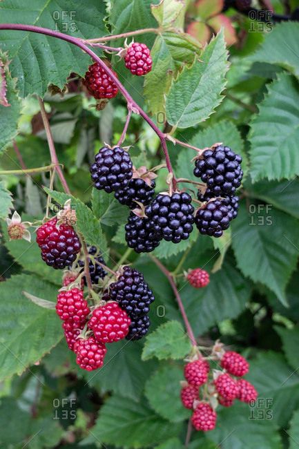 Blackberry Branch, Blackberry Bramble, Blackberry Bush, Afternoon Tea Tables, Raspberry Bush, Berry Garden, Easy Flower Drawings, Fruit Bushes, Vegetable Pictures