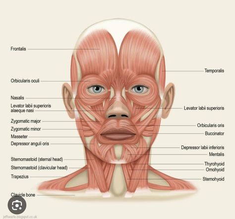 Facial Muscles Anatomy, Muscular System Anatomy, Muscle Diagram, Anatomy Muscles, Head Muscles, Skin Anatomy, Muscles Of The Face, Head Anatomy, Facial Anatomy